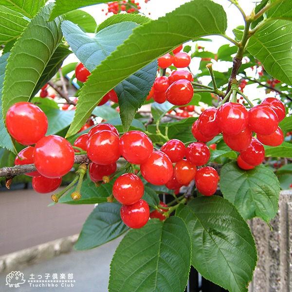 1本でなる 暖地さくらんぼ 5号鉢植え 今期収穫ok Buyee Buyee 日本の通販商品 オークションの代理入札 代理購入