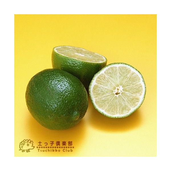 ライム タヒチライム 15cmポット接木苗 Buyee Buyee 日本の通販商品 オークションの代理入札 代理購入
