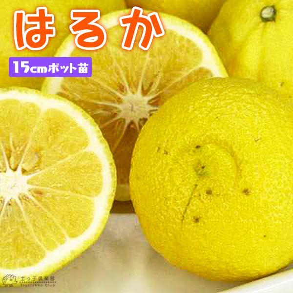 はるか 15cmポット接木苗【 送料無料 】 : 花と緑の専門店 土っ