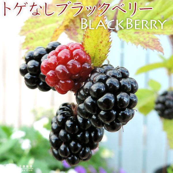 gQȂ ubNx[ w \[t[ x 2Zbg 9cm|bgc