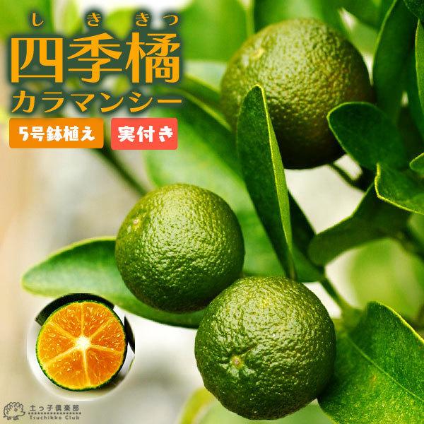 i t jlGk w J}V[ x 5A ږؕc i lG jt2`3Ȃ