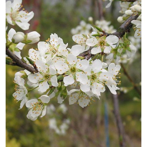杏 （アンズ） 15cmポット接木苗 : 花と緑の専門店 土っ子倶楽部
