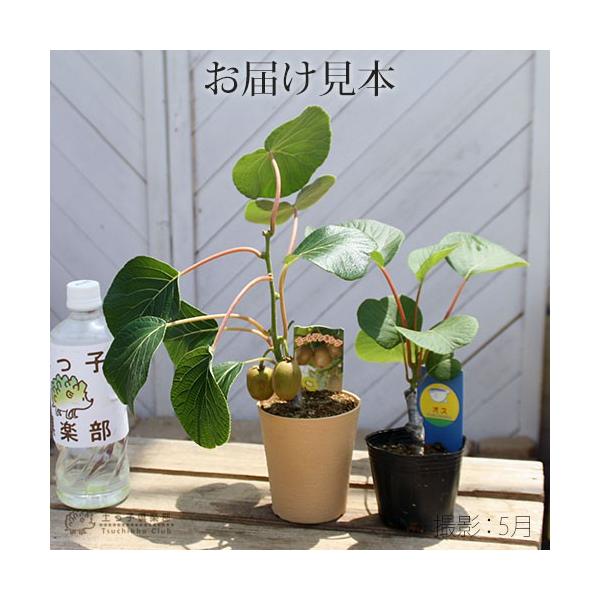 実付き キウイフルーツ ゴールデンキング 4号鉢 オス木付き 実付き1個なり Buyee Buyee 日本の通販商品 オークションの代理入札 代理購入