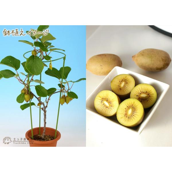 実付き キウイフルーツ ゴールデンキング 4号鉢 オス木付き 実付き1個なり Buyee Buyee Japanese Proxy Service Buy From Japan Bot Online
