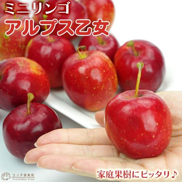 りんご 『 アルプス乙女 』 （ ミニリンゴ ） 接ぎ木ポット苗