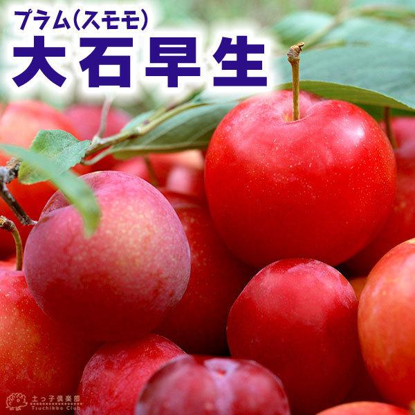 プラム （ スモモ ） 『 大石早生 』 15cmポット苗 : 花と緑の専門店
