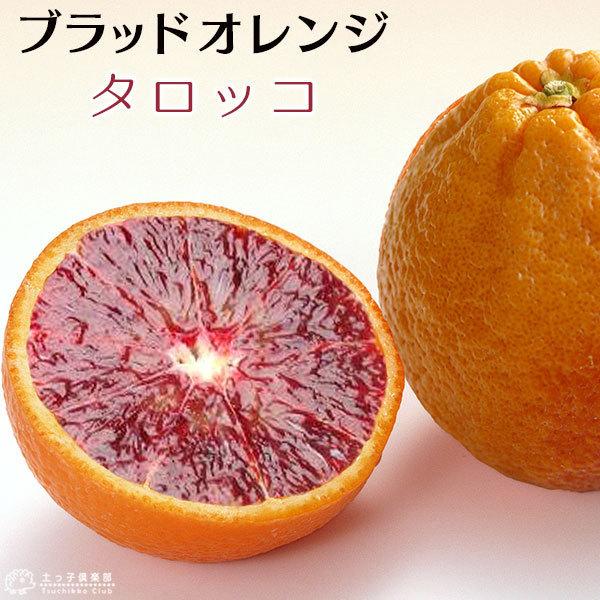 珍種ブラッドオレンジ 『 タロッコ 』 接ぎ木 13.5cmポット苗 : f-084