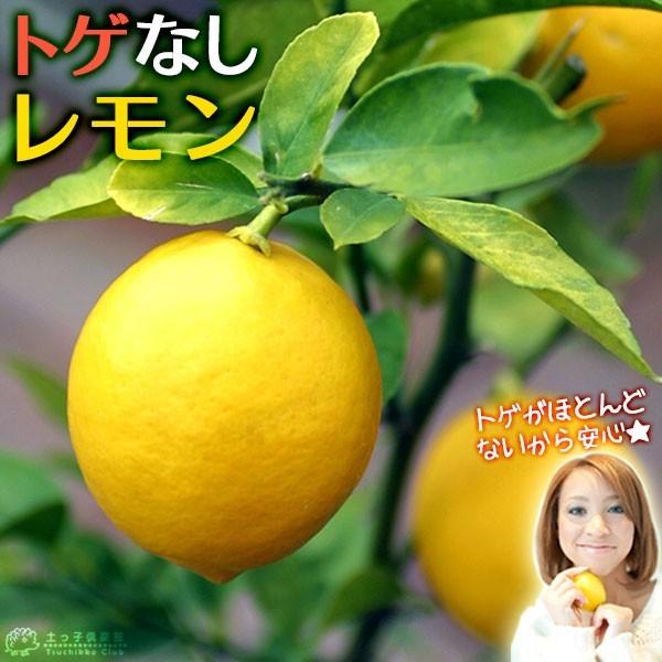 ※実付でお届けする苗木ではありません。レモンの木は枝に鋭いトゲがあるのが難点でしたが、『トゲなしレモン』は幼苗時はトゲが少なく、また生長するとほとんどトゲがなくなる品種です^^ 栽培は、普通種と同じです。レモンは柑橘類の中では寒さに弱い部類...