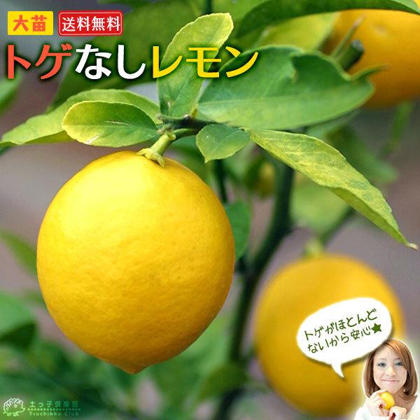 トゲなしレモン 8号鉢植え 接ぎ木苗 （ 送料無料 ） 大苗 : f-089-h8