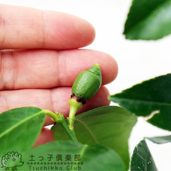 実付き レモンの木 トゲなしレモン 接ぎ木 6号鉢植え リスボン系 1個なり Buyee Buyee Jasa Perwakilan Pembelian Barang Online Di Jepang