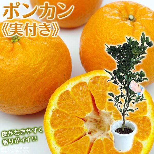 実付き ） ポンカン 接ぎ木苗 6号鉢植え : 花と緑の専門店 土っ子