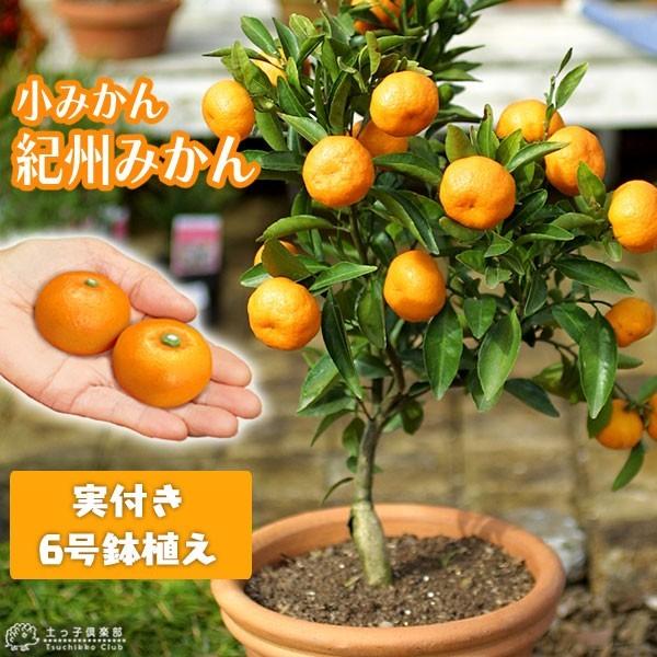 実付き ) 小みかん 紀州みかん 接ぎ木苗 6号鉢植え : 花と緑の 実付き ) 小みかん 紀州みかん 接ぎ木苗 6号鉢植え : 花と緑の