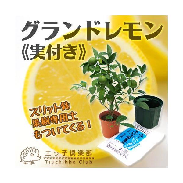 st!!t wOhx 6A ͔|Zbgi|{yƃXbgtj