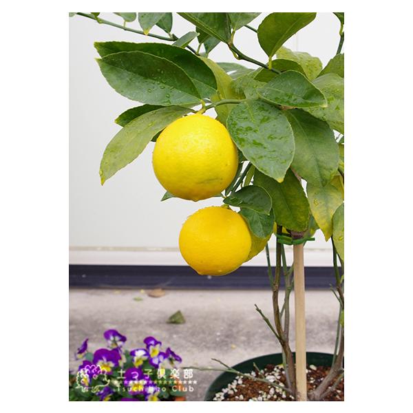 実付き レモンの木 実付きの鉢植え グランドレモン 接ぎ木苗 8号鉢 送料無料 実付き2個以上 Buyee Buyee 일본 통신 판매 상품 옥션의 대리 입찰 대리 구매 서비스