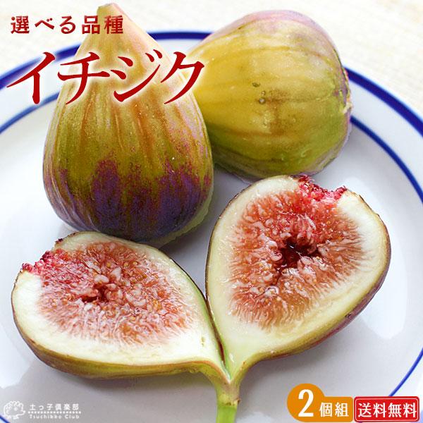 植木 盆栽 イチジクの人気商品 通販 価格比較 価格 Com