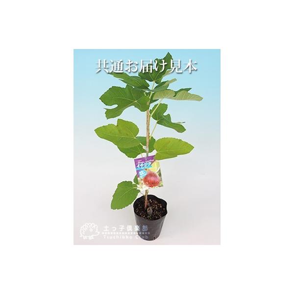 イチジク 12cmポット苗木 全13品種 選べる品種 Buyee 日本代购平台 产品购物网站大全 Buyee一站式代购 Bot Online