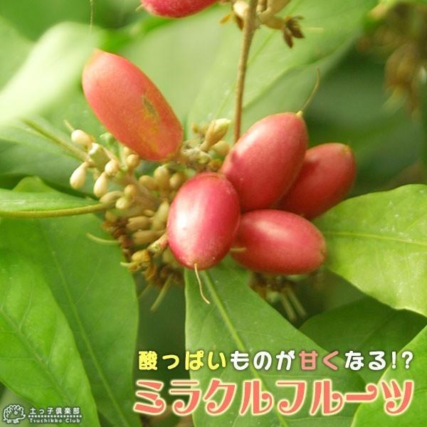 ミラクルフルーツ （ ミラクルベリー ） 4号鉢植え : 花と緑の専門店