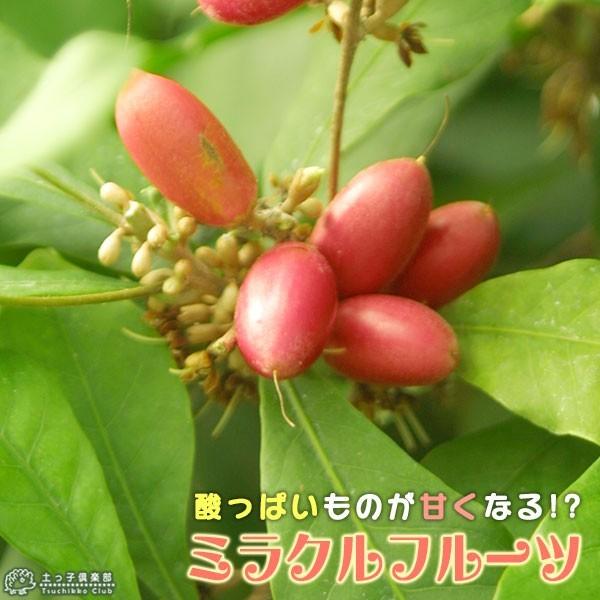 ミラクルフルーツ （ ミラクルベリー ） 大苗 7号鉢植え : 花と緑の 