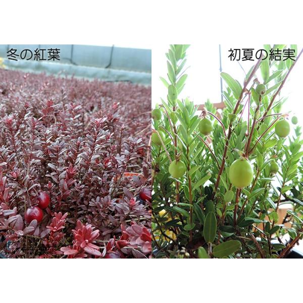 クランベリー ツルコケモモ 10 5cmポット苗 Buyee Buyee 日本の通販商品 オークションの代理入札 代理購入