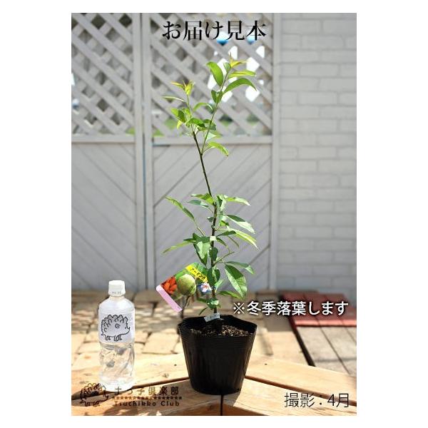 アーモンドの木 15cmポット接木苗 Buyee Buyee 日本の通販商品 オークションの代理入札 代理購入