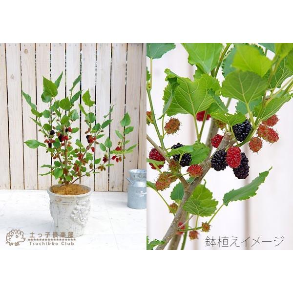 大実マルベリー 桑の木 15cmポット苗木 Buyee Buyee Japanese Proxy Service Buy From Japan Bot Online