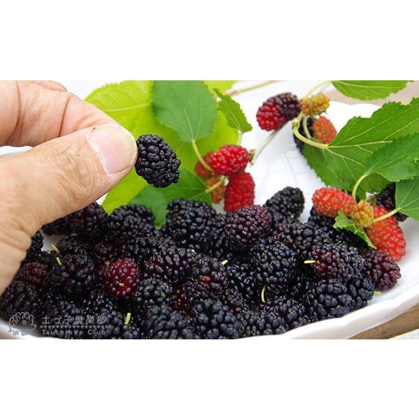 大実マルベリー 桑の木 15cmポット苗木 Buyee Buyee Japanese Proxy Service Buy From Japan Bot Online