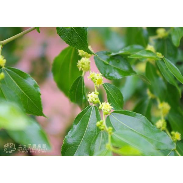 ナツメの木 なつめ 12cmポット苗 1年生 Buyee Buyee 日本の通販商品 オークションの入札サポート 購入サポートサービス