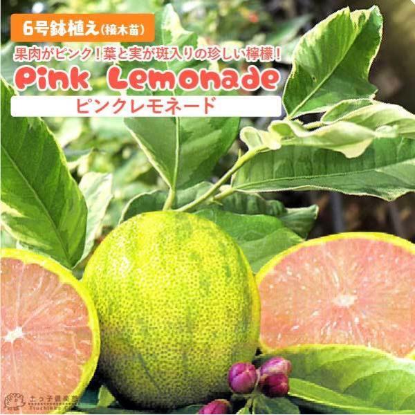 斑入りレモン 『 ピンクレモネード 』 6号鉢植え ( 接木苗 斑入りレモン 『 ピンクレモネード 』 6号鉢植え ( 接木苗