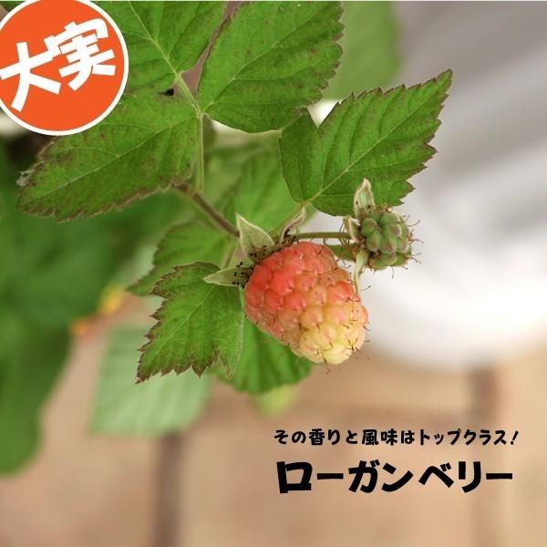植木 盆栽 ラズベリー 苗の人気商品・通販・価格比較 - 価格.com 植木 盆栽 ラズベリー 苗の人気商品・通販・価格比較 - 価格.com