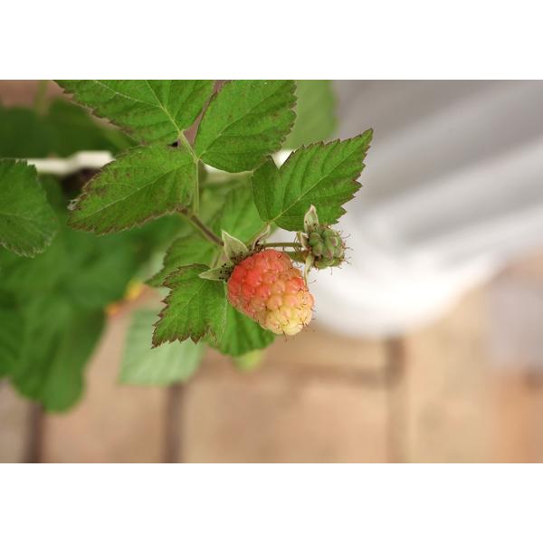 希少 ローガンベリー 9cmポット苗 ブラックベリー ラズベリー Buyee Buyee Japanese Proxy Service Buy From Japan Bot Online