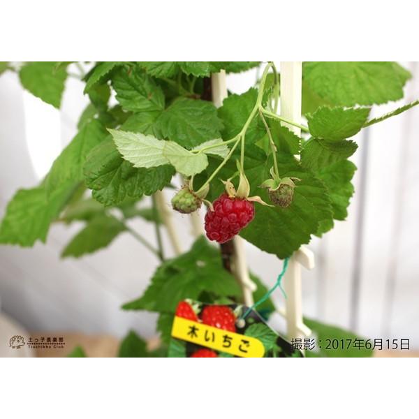 希少 ローガンベリー 9cmポット苗 ブラックベリー ラズベリー Buyee Buyee Japanese Proxy Service Buy From Japan Bot Online