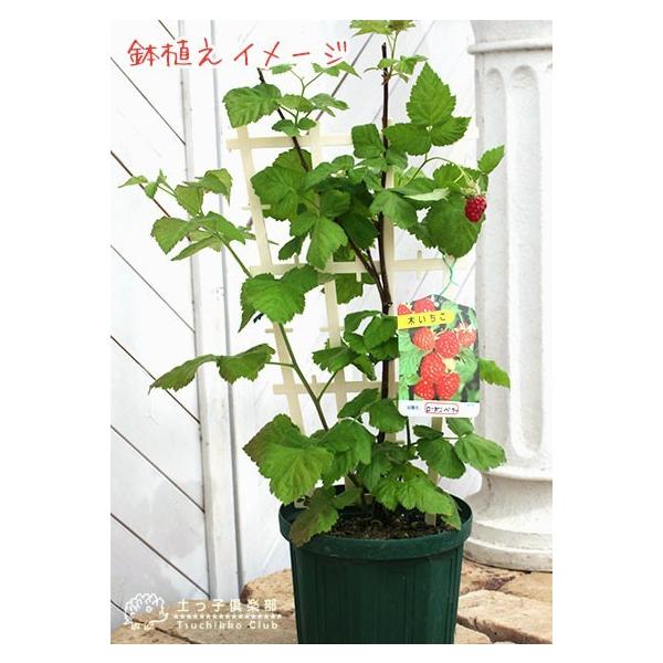 希少 ローガンベリー 9cmポット苗 ブラックベリー ラズベリー Buyee Buyee Japanese Proxy Service Buy From Japan Bot Online