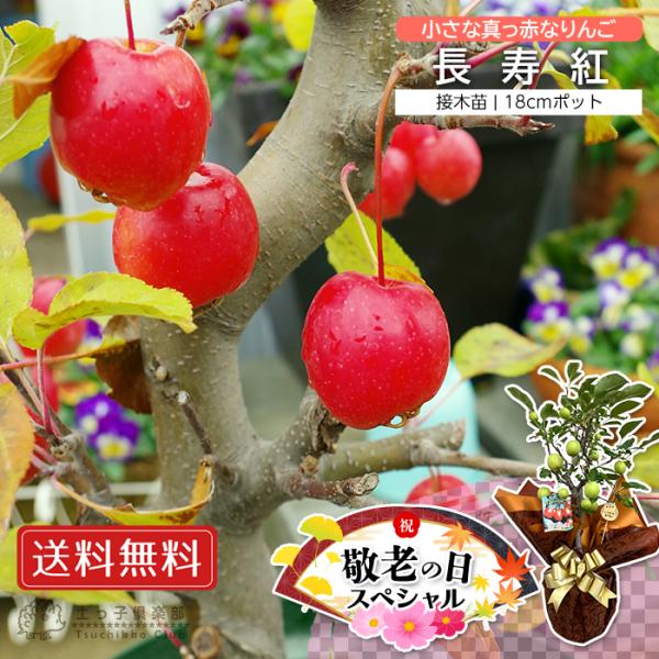 【 敬老の日 】≪実付！！≫ 姫りんご 長寿紅 18cm鉢植え 【 Yahooショッピング 限定 肥料付 】敬老の日ギフト 子供 孫 ギフト プレゼント 贈り物 送料無料