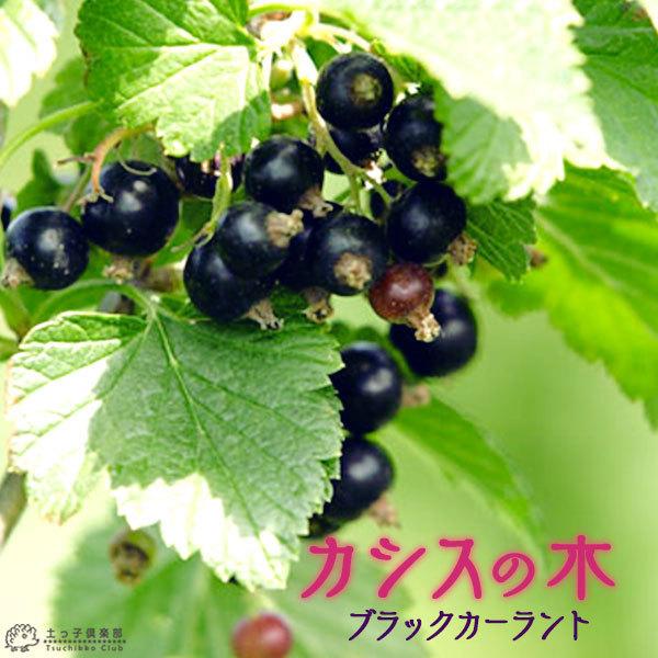 カシスの木 （ 黒フサスグリ、ブラックカーラント ） 12cmポット苗