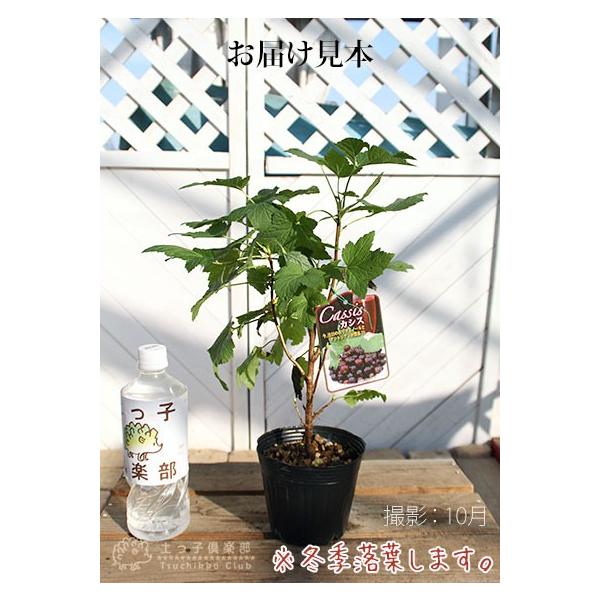 カシスの木 黒フサスグリ ブラックカーラント 12cmポット苗 Buyee Buyee Japanese Proxy Service Buy From Japan Bot Online