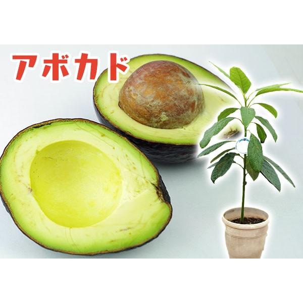 アボカド ハス 2年生 実生苗 5号鉢植え 希少 アボガド Buyee Buyee Japanese Proxy Service Buy From Japan Bot Online