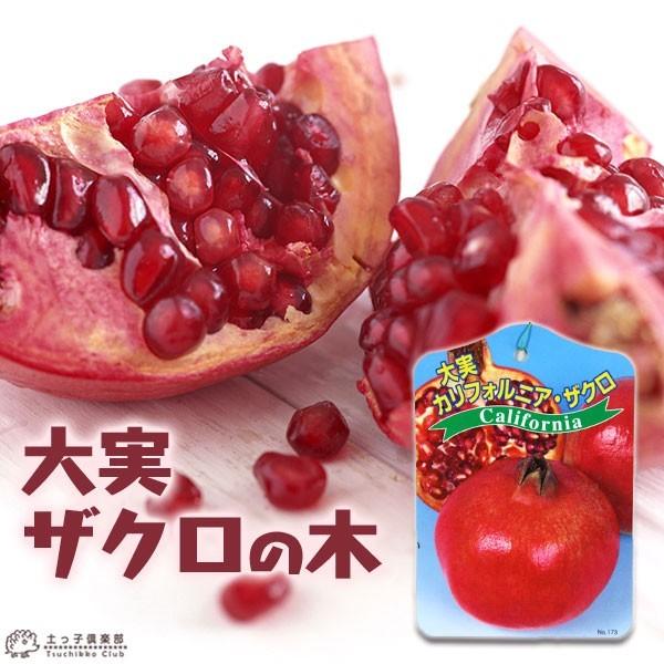 大実 ザクロ ( カリフォルニアザクロ )苗木 2年生 13.5cm 大実 ザクロ ( カリフォルニアザクロ )苗木 2年生 13.5cm