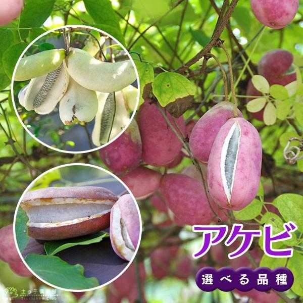アケビ （ バナナアケビ / 紫アケビ ） 12cmポット苗 【 選べる品種 】