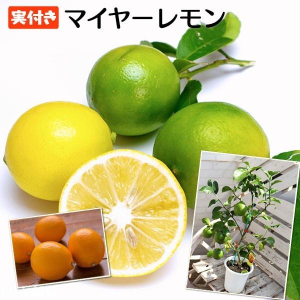 実付き ）レモンの木 『マイヤーレモン』 5号鉢植え （※2個以上なり ...