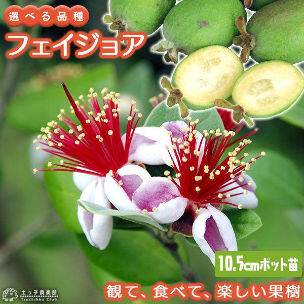 フェイジョア 10.5cmポット苗 【 選べる品種 】 : 花と緑の専門店 土っ