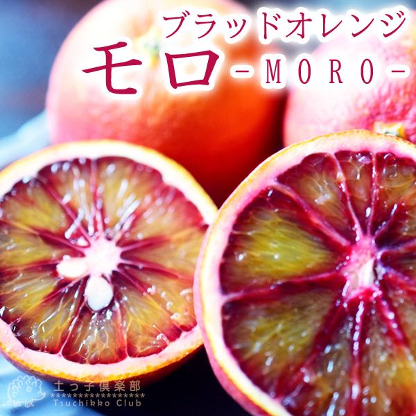 ブラッドオレンジ 『 モロ 』 15cmポット接木苗 【 珍種 】 : f-231-15
