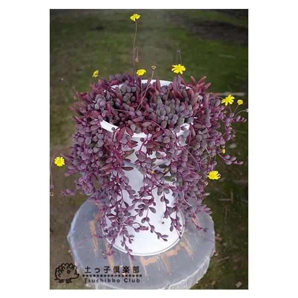 多肉植物 ルビーネックレス 7 5cmポット苗 鉢と受け皿プレゼント Buyee Buyee Japanese Proxy Service Buy From Japan Bot Online