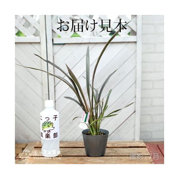 �j���[�T�C���� �i �t�H���~�E�� �j �w �e�i�b�N�X�E�s���N���C�� �x ������ ���t�@10.5cm�|�b�g�c ���i�摜1