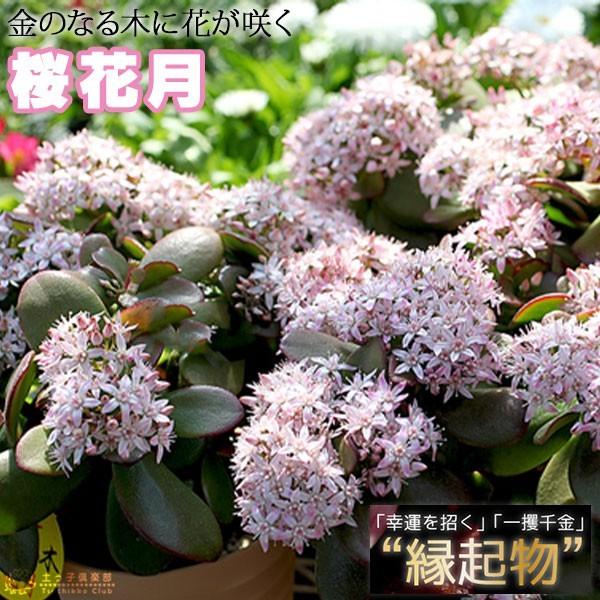 花咲く多肉植物 桜花月 サクラカゲツ 11cm鉢 金のなる木 G 111 花と緑の専門店 土っ子倶楽部 通販 Yahoo ショッピング