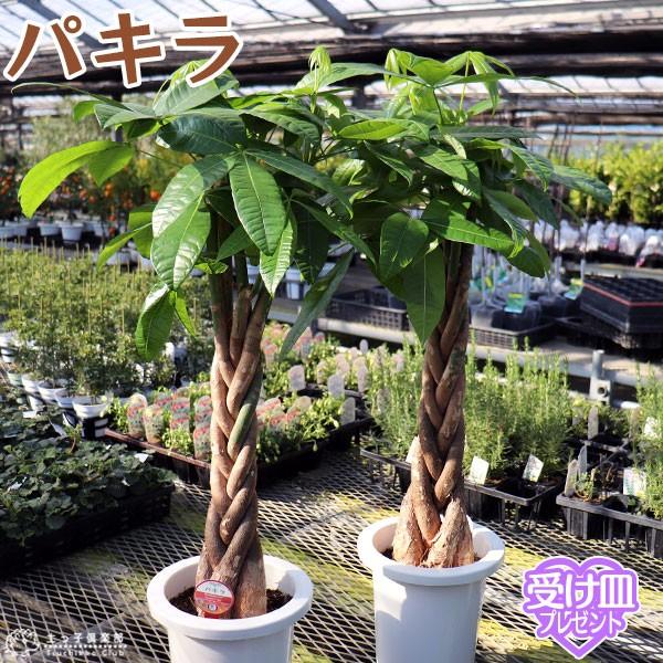 パキラ （ 発財樹 ）７号鉢　受け皿プレゼント ギフト 贈答 プレゼント 土っ子倶楽部 ホワイトデー