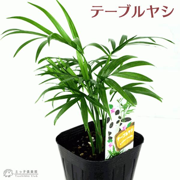 ミニ観葉植物 テーブルヤシ 9cmポット苗 G 141 花と緑の専門店 土っ子倶楽部 通販 Yahoo ショッピング