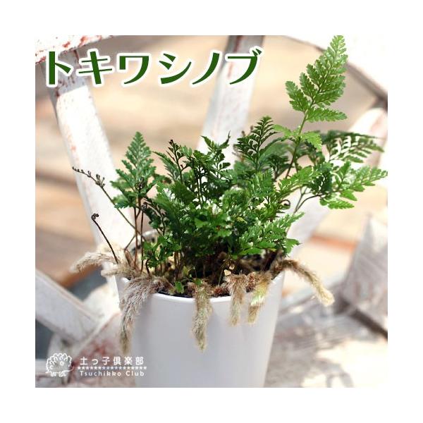 ミニ観葉 『 トキワシノブ 』 9cmポット苗 : 花と緑の専門店 土っ子