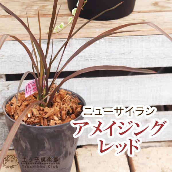 ☆ニューサイラン　4株！ ニューサイラン ウィングオブゴールド 4号｜草花01-D1 | 草花,[多年草