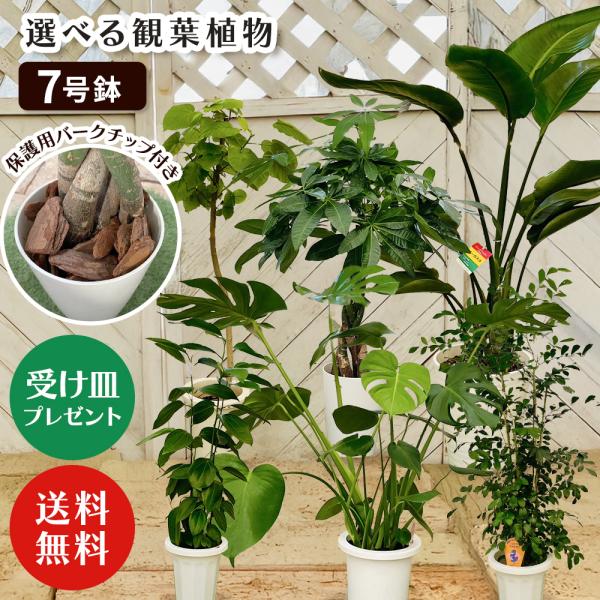 選べる7品種】 観葉植物7号鉢 (鉢カバーなし)+保護用バークチップ