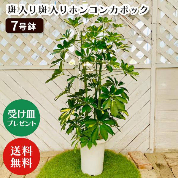 観葉植物7号鉢 ホンコンカポック 7号鉢 (受け皿プレゼント)